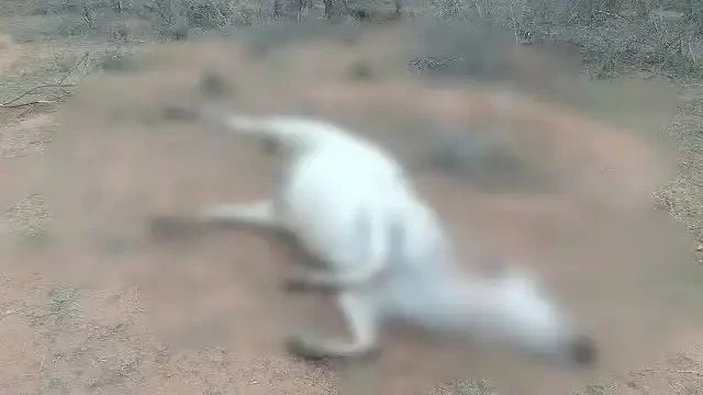 n67708194917554026348975a44edbfd7bc9b0ba07b5e798b4f460dec10ba0143042d6162651163dd4bc98b