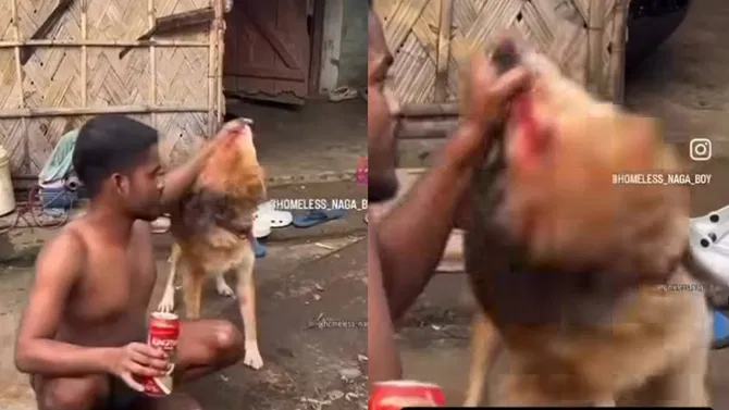 dog-1