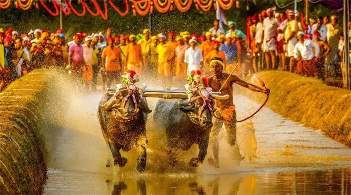 Kambala19may2023_2