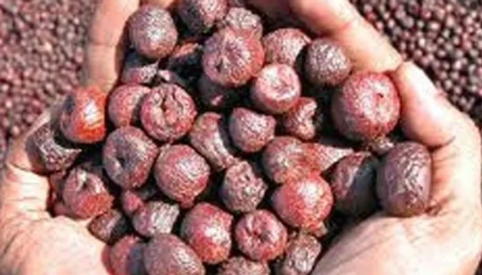 w-1280,imgid-01d9h1fc00jmpkjnsa36ttta0r,imgname-Areca