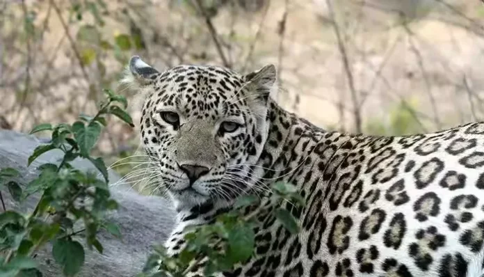leopard.jpg-2