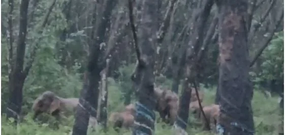 ಮಜಹ್
