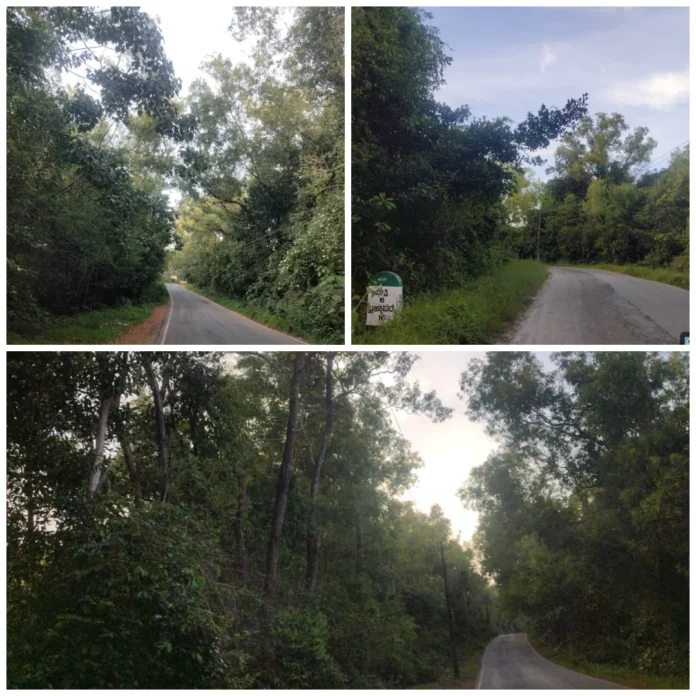 photo-collage.png (1)