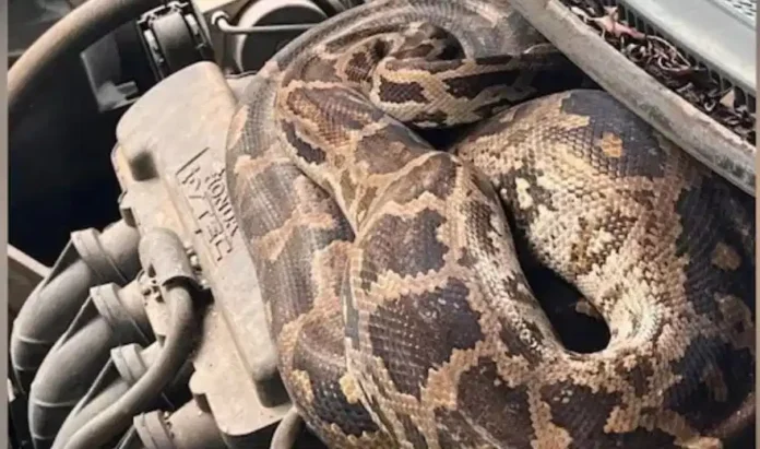 python-2
